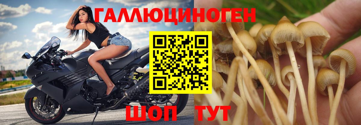 Псилоцибиновые грибы Psilocybe Петровск